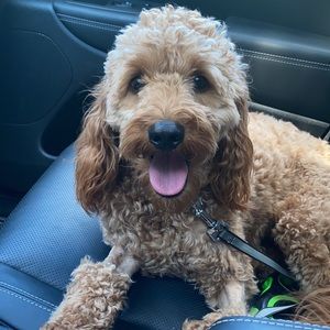 Meet your Posher, Devina